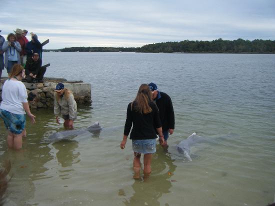 tin can bay dolphin feeding review