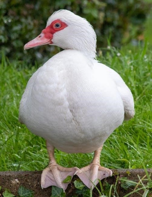 bill bailey’s remarkable guide to british birds bill bailey’s remarkable guide to british birds